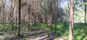16 de agosto: Se celebra el Día Nacional de los Profesionales de la Ingeniería Forestal