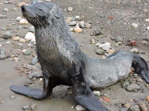 Guardapesca de Santa Cruz se capacitó en rescate y asistencia de animales varados