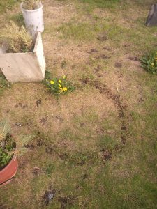 Se plantó flora nativa en el Complejo Cultural en el marco de los 100 años de la Rebelión