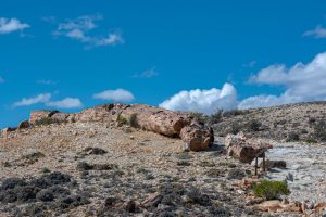 Bosque Petrificado, una maravilla escondida en medio de la Patagonia