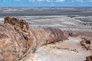 Bosque Petrificado, una maravilla escondida en medio de la Patagonia