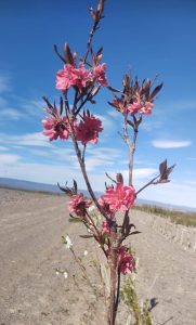 Se concretó el proyecto “Perito Moreno Verde y Limpio”
