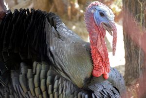 Caleta Olivia celebra hoy la segunda noche de la Fiesta por su 121º Aniversario