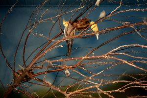 Caleta Olivia celebra hoy la segunda noche de la Fiesta por su 121º Aniversario