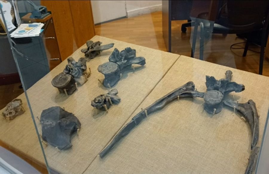 Se concretó charla sobre el dinosaurio Maip Macrothorax en Casa de Santa Cruz