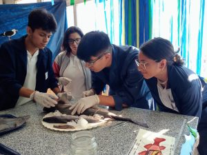 Se llevó adelante la Semana del Mar en la Escuela de Biología Marina y Laboratorista N°1