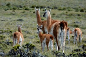 Parque Nacional Perito Moreno, un destino turístico de belleza y aventura