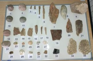 Se detectó en Santa Cruz nuevo caso de tráfico de material fósil