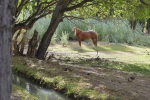 Lanzaron la Tecnicatura Mecanizada en Agropecuaria en Gobernador Gregores