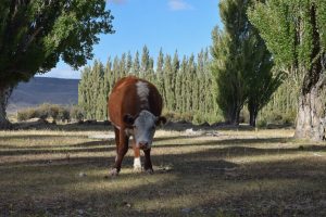 Lanzaron la Tecnicatura Mecanizada en Agropecuaria en Gobernador Gregores
