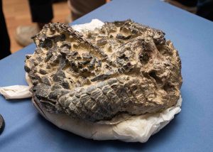 Se realizó una conferencia sobre paleontología en el Complejo Cultural