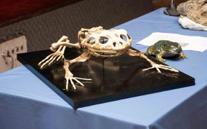 Se realizó una conferencia sobre paleontología en el Complejo Cultural