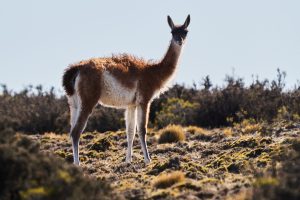 Deseado: Popurrí de bellezas naturales con notas históricas y una biodiversidad que invitan a la aventura