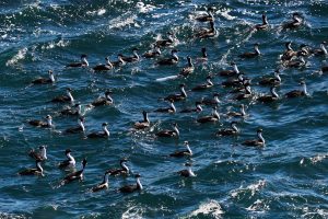 Deseado: Popurrí de bellezas naturales con notas históricas y una biodiversidad que invitan a la aventura