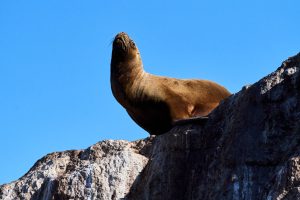Deseado: Popurrí de bellezas naturales con notas históricas y una biodiversidad que invitan a la aventura