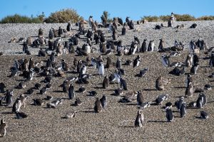 Deseado: Popurrí de bellezas naturales con notas históricas y una biodiversidad que invitan a la aventura