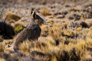 Deseado: Popurrí de bellezas naturales con notas históricas y una biodiversidad que invitan a la aventura