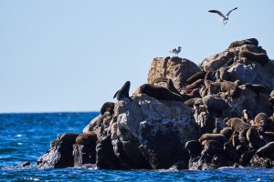 Deseado: Popurrí de bellezas naturales con notas históricas y una biodiversidad que invitan a la aventura