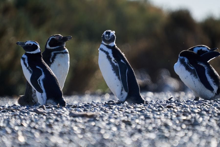 Deseado: Popurrí de bellezas naturales con notas históricas y una biodiversidad que invitan a la aventura