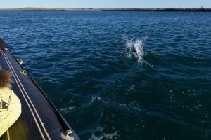Puerto Deseado: Una ría con la diversidad más variada en especies, colores y paisajes