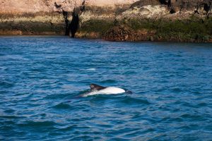 Puerto Deseado: Una ría con la diversidad más variada en especies, colores y paisajes