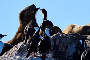 Puerto Deseado: Una ría con la diversidad más variada en especies, colores y paisajes