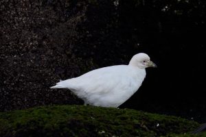 Puerto Deseado: Una ría con la diversidad más variada en especies, colores y paisajes