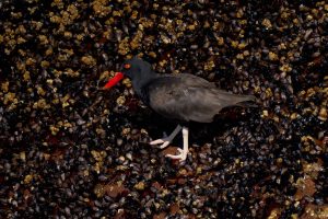 Puerto Deseado: Una ría con la diversidad más variada en especies, colores y paisajes
