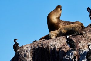 Puerto Deseado: Una ría con la diversidad más variada en especies, colores y paisajes
