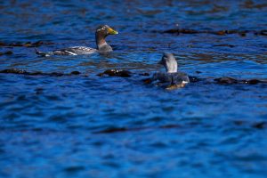 Puerto Deseado: Una ría con la diversidad más variada en especies, colores y paisajes