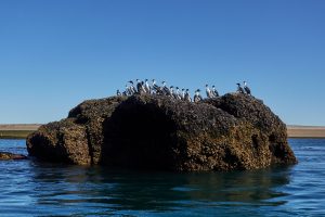 Puerto Deseado: Una ría con la diversidad más variada en especies, colores y paisajes