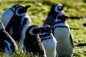 Puerto Deseado: Una ría con la diversidad más variada en especies, colores y paisajes