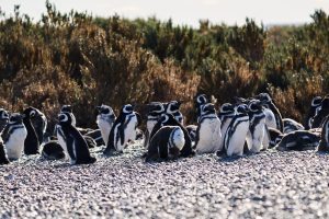 Puerto Deseado: Una ría con la diversidad más variada en especies, colores y paisajes