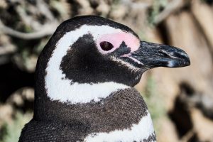 Puerto Deseado: Una ría con la diversidad más variada en especies, colores y paisajes