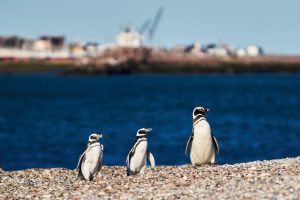 Puerto Deseado: Una ría con la diversidad más variada en especies, colores y paisajes