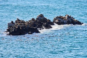 Puerto Deseado: Una ría con la diversidad más variada en especies, colores y paisajes