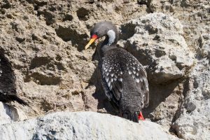 Puerto Deseado: Una ría con la diversidad más variada en especies, colores y paisajes