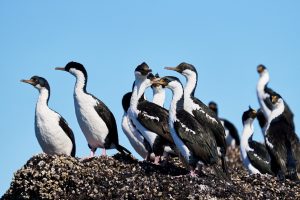 Puerto Deseado: Una ría con la diversidad más variada en especies, colores y paisajes
