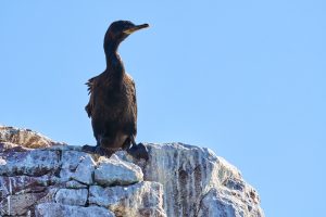 Puerto Deseado: Una ría con la diversidad más variada en especies, colores y paisajes