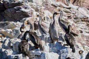 Puerto Deseado: Una ría con la diversidad más variada en especies, colores y paisajes