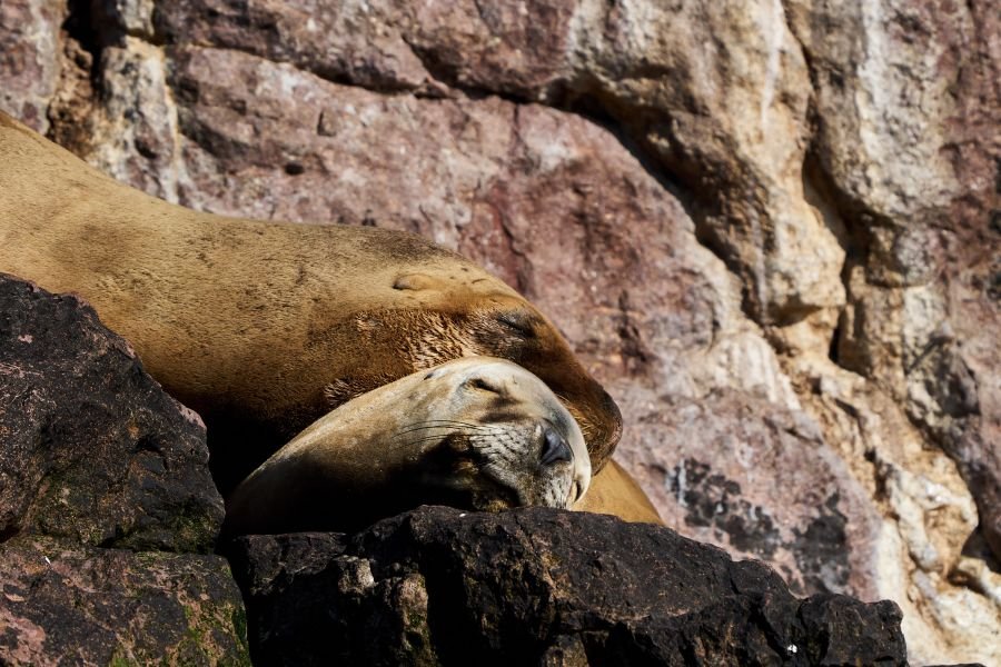 Puerto Deseado: Una ría con la diversidad más variada en especies, colores y paisajes