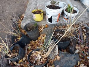 El Instituto “Dra. Elsa Barbería” lleva adelante el proyecto “Experiencia botánica”