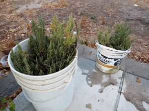 El Instituto “Dra. Elsa Barbería” lleva adelante el proyecto “Experiencia botánica”