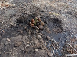 El Instituto “Dra. Elsa Barbería” lleva adelante el proyecto “Experiencia botánica”