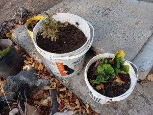 El Instituto “Dra. Elsa Barbería” lleva adelante el proyecto “Experiencia botánica”