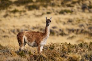 Parque Nacional Patagonia: un paraíso oculto en Santa Cruz