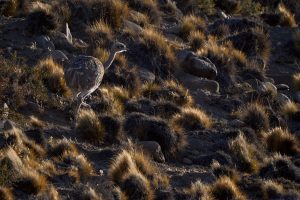 El Parque Nacional Patagonia según los turistas que lo visitan