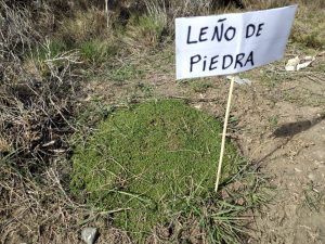 Educación promueve programa de estudios sobre la flora autóctona