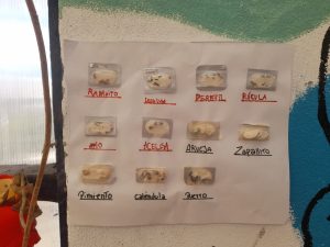 Cierre de la “Semana de la Educación Rural” en Tellier