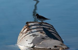 Nómina de ganadoras y ganadores del 7° Concurso Fotográfico Ambiental “Mensaje para el Ambiente”